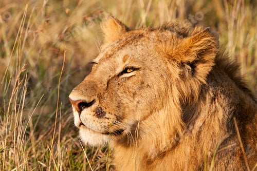 Preview: Young Male African Lion In The Maasai Mara National Park, Kenya