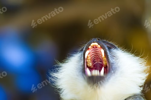 Preview: Cute Vervet Monkey. Blur Background. Monkey Portrait.