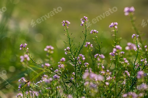 Preview: Non Specific Nature Forest Bed Details Of Foliage, Close Up Macro Image With Leaves, Branches And
