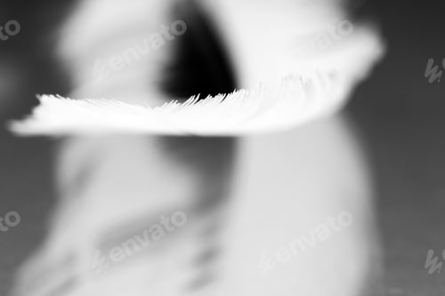 Preview: Black And White Photo Of Hen Feather With Details And Reflexions