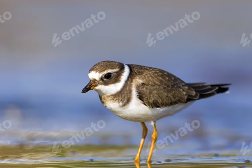Preview: Nature And Bird. Cute Little Common Water Bird. Colorful Nature Background. Bird: Common Ringed