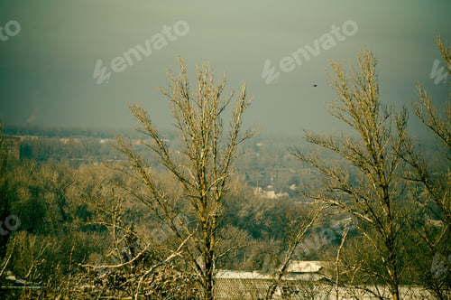 Preview: Winter Urban Frosty Landscape - Snow Covered Trees On Foggy Background