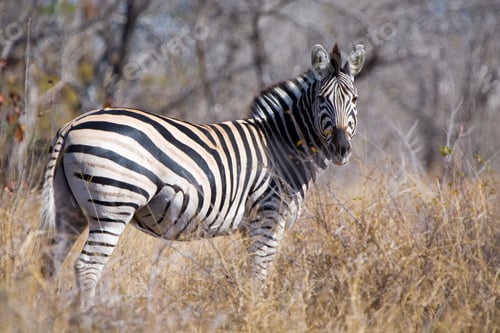 Preview: Zebras In The Kruger National Park, South Africa