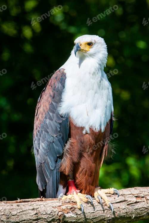 Preview: African Fish Eagle (Haliaeetus Vocifer)