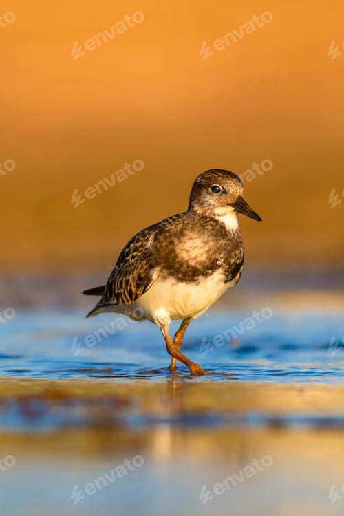 Preview: Cute Water Bird. Common Bird Ruddy Turnstone. Colorful Nature Background. Bird: Ruddy Turnstone