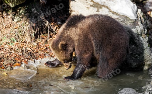 Preview: Brown Bear (Ursus Arctos) In Lake Clark National Park, Alaska, Usa