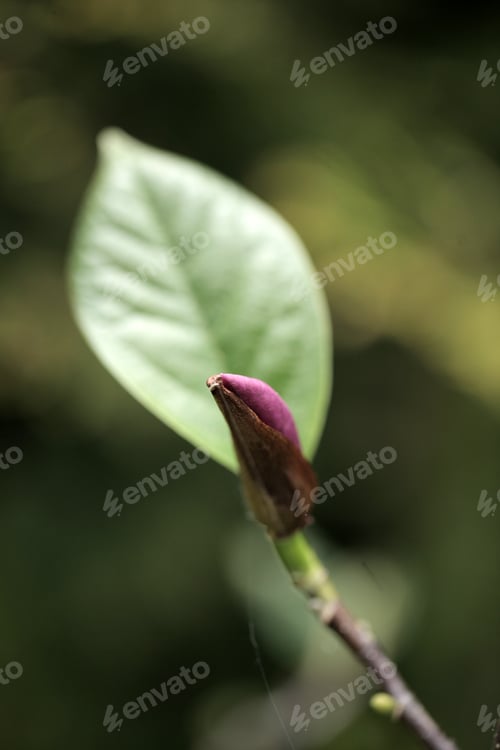 Preview: Magnolia Tree Detail - Purple And White Flower With Green Leaf, Outdoors On A Sunny Summer Day In