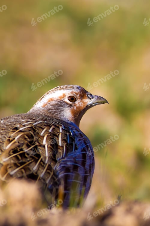Preview: Partridge. Green Brown Nature Background. Bird: Grey Partridge. Perdix Perdix.