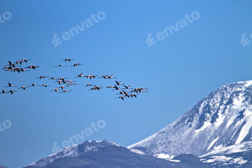 Preview: Flying Flamingos. Snowy Mountain Background. Birds: Greater Flamingo. Phoenicopterus Roseus