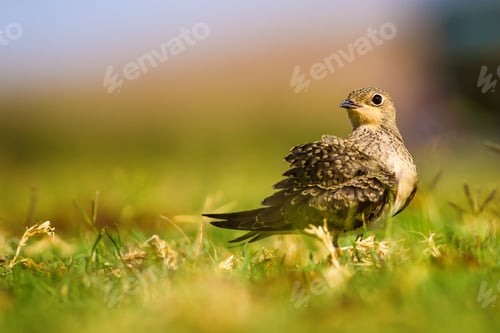 Preview: Cute Bird. Nature Background Collared Pratincole / Glareola Pratincola