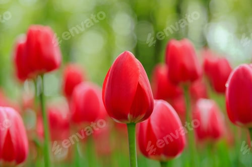 Preview: Tulips Are Red In The Garden. Bulbous Plants In The Garden.