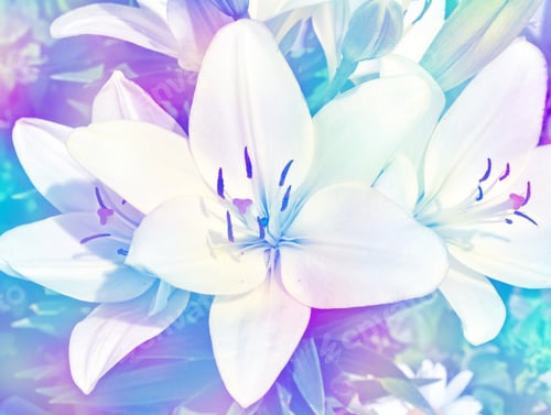 Preview: Colorful Beautiful Flowers Lily On The Background Of The Summer Landscape.