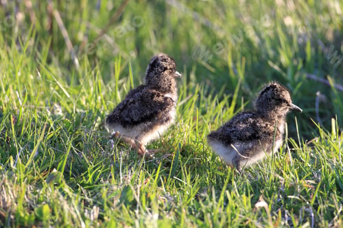 Preview: Eurasian Oystercatcher Norway