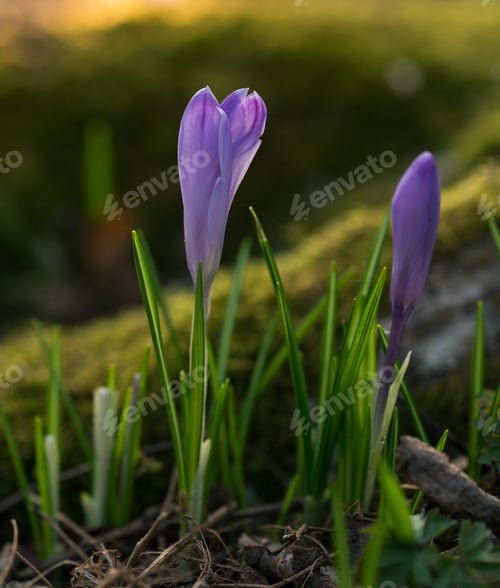 Preview: Saffron Flower In The Spring