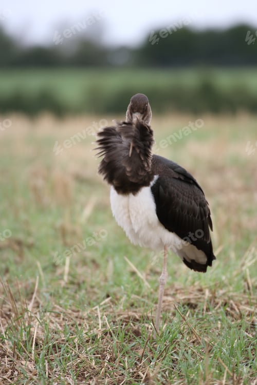 Preview: Young Black Stork (Ciconia Nigra) Saxony Germany