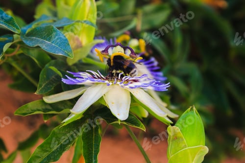 Preview: Blue Flower Or Passiflora (Passiflora Caerulea) Leaves In Tropical Garden. Beautiful Passion Fruit