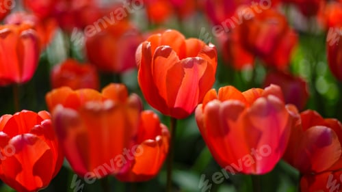 Preview: Spring Blooming Tulip Flowrs Blossom Scene. Tulips In Spring Blooming Garden. Tulip Festival In