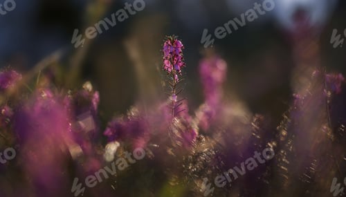 Preview: Erica Plant In The Early Morning In The Forest