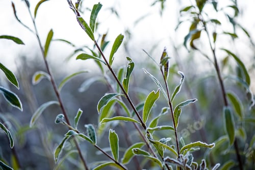 Preview: Frosty Grass In Winter In Cold Morning