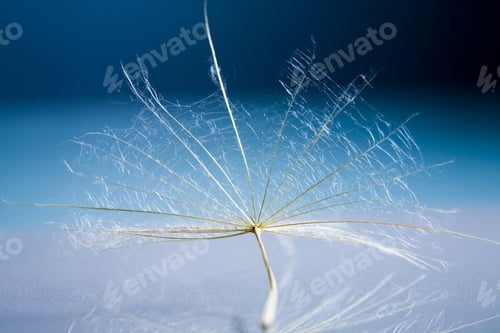 Preview: Dandelion Seeds With Details And Reflexion