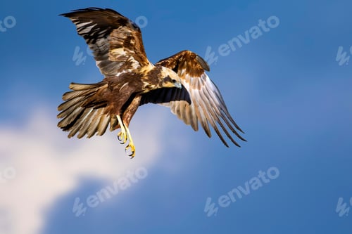 Preview: Flying Bird. Bird Of Prey. Blue Sky Background.