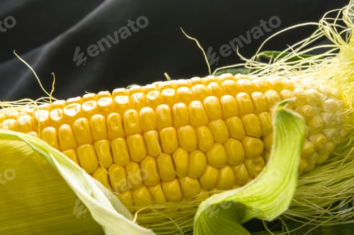 Preview: Fresh Corn On Cobs On Black Background, Closeup