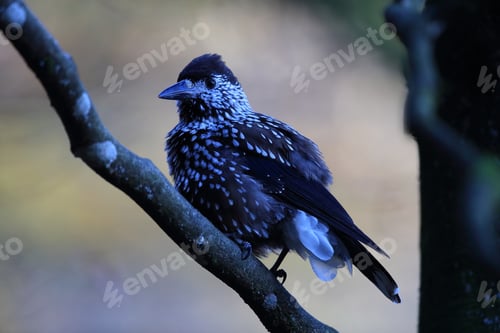 Preview: Spotted Nutcracker, Eurasian Nutcracker Black Forest Germany