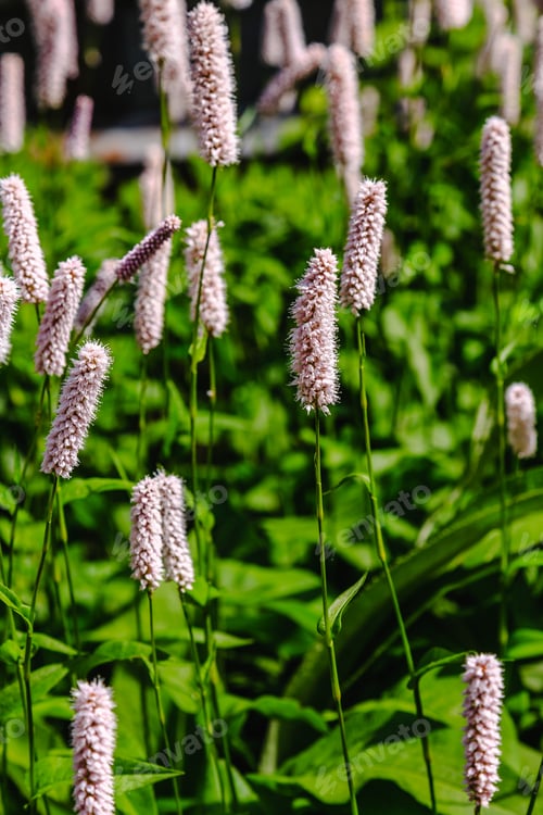 Preview: Polygonum Bistorta 'Superba, Snakeroot, Snake-Root, Snakeweed In Spring Garden. Persicaria Bistorta