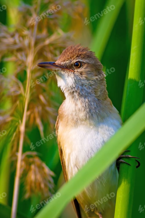 Preview: Singing Bird. Natural Background.