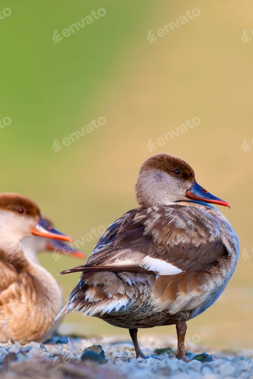 Preview: Duck Family. Nature Background. Red Crested Pochard Netta Rufina.
