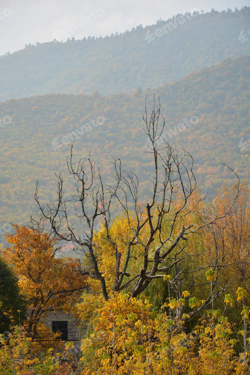 Preview: Autumn Trees