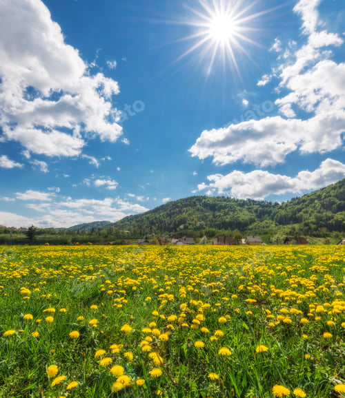 Preview: Beautiful Dandelions In The Meadow Basking In The Afternoon Sun