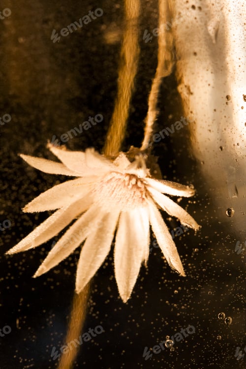 Preview: Abstract Underwater Composition With Dried Flower, Bubbles And Light
