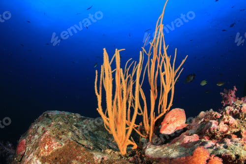 Preview: Coral Reef Underwater In Ocean