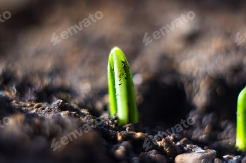 Preview: Growing Little Green Sprouts Of Young Plants