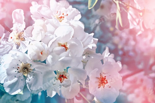 Preview: Blossoming Branch Apple. Bright Colorful Spring Flowers