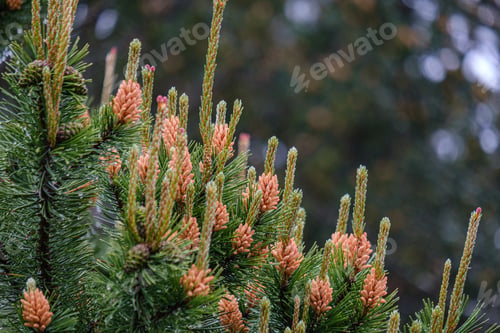 Preview: Young Pine Tree Branches With Fresh Violet Cones In Green Summer Rain