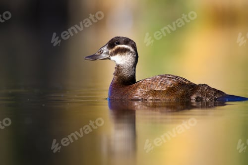 Preview: Swimming Duck. Colorful Lake Background. Bird: White Headed Duck. Oxyura Leucocephala.