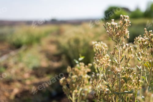 Preview: Stevia At Bethlehem Of Galilee, Israel