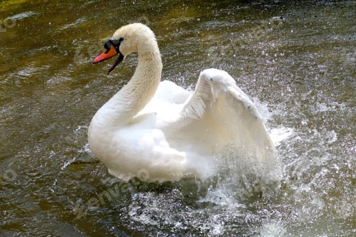 Preview: White Swan On A Pond