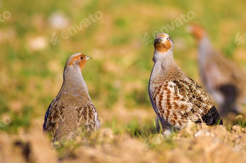 Preview: Partridge. Warm Colors Nature Background. Grey Partridge. Perdix Perdix.