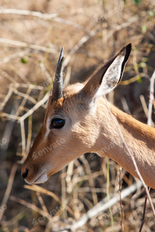 Preview: Impala Antelope In The Kruger National Park, South Africa