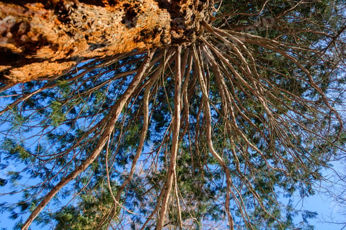Preview: Sequoia Sempervirens (Coast Redwood) From Below