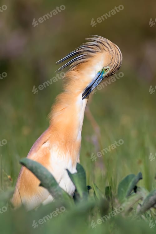 Preview: Heron. Nature Background. Bird: Squacco Heron. Ardeola Ralloides