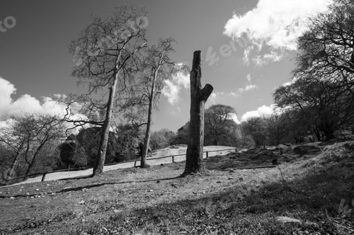 Preview: Large Dead Tree On A Hillside