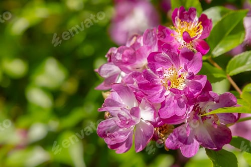 Preview: Blue Rambling Rose (Sort Veilchenblau) In Garden