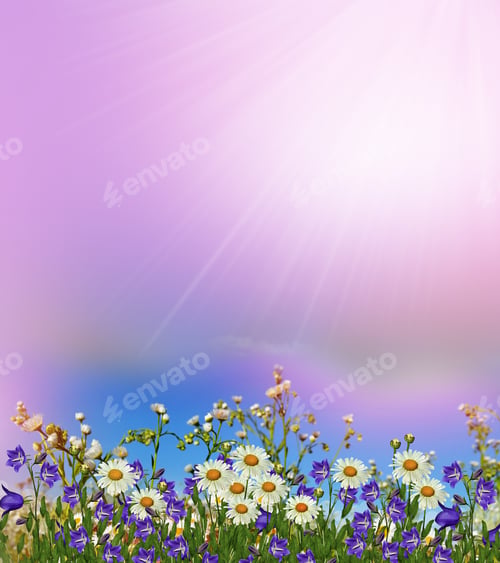 Preview: Background Of Flowers. Chamomile Field. Wildflowers Daisies And Bluebells