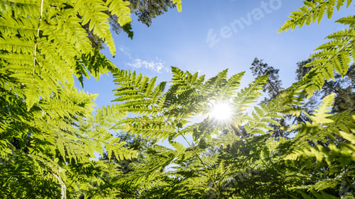 Preview: Beautiful Green Fern Leaves Under Sunlight In The Woods From Below. View Up