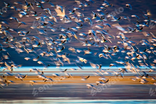 Preview: Flying Birds. Abstract Motion Blur Background
