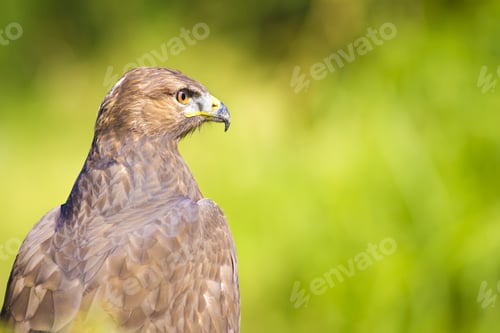 Preview: Bird Of Prey. Buzzard Portrait. Green Nature Background.